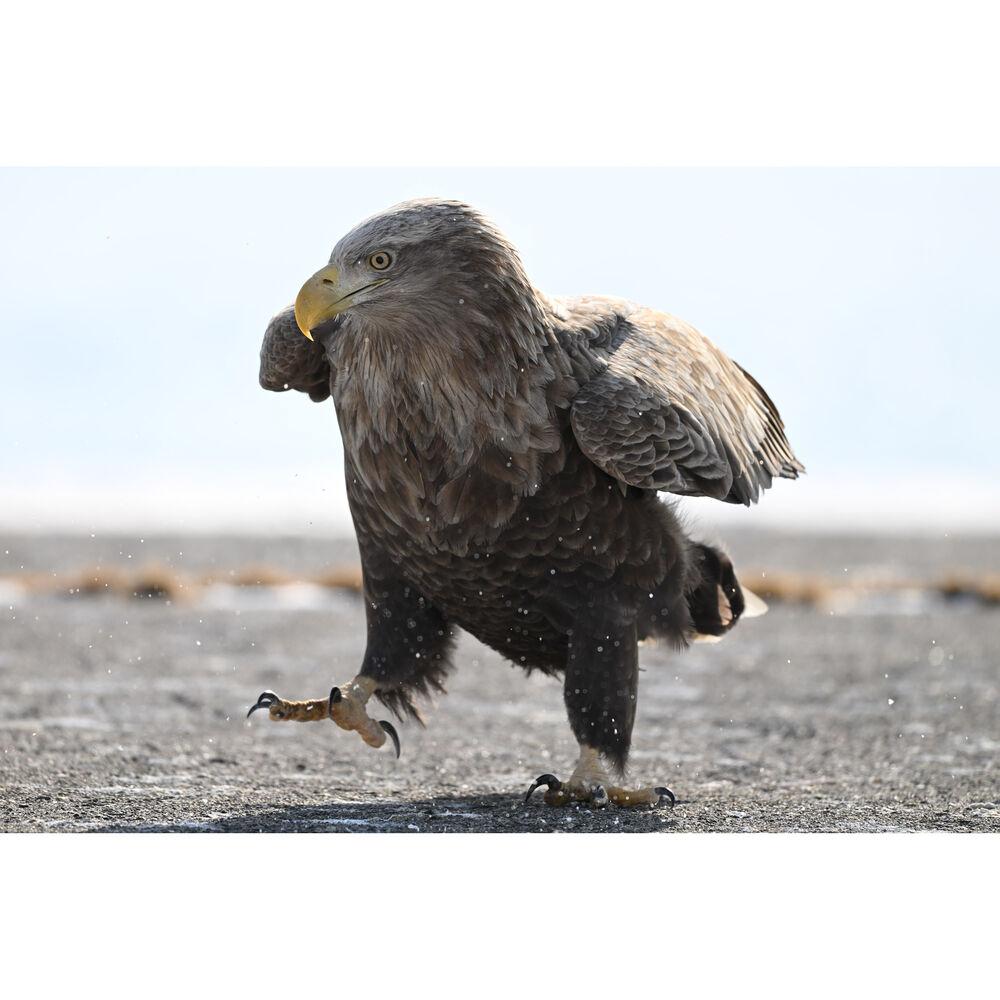 Nikon Z 180-600mm F5.6-6.3 VR Lens