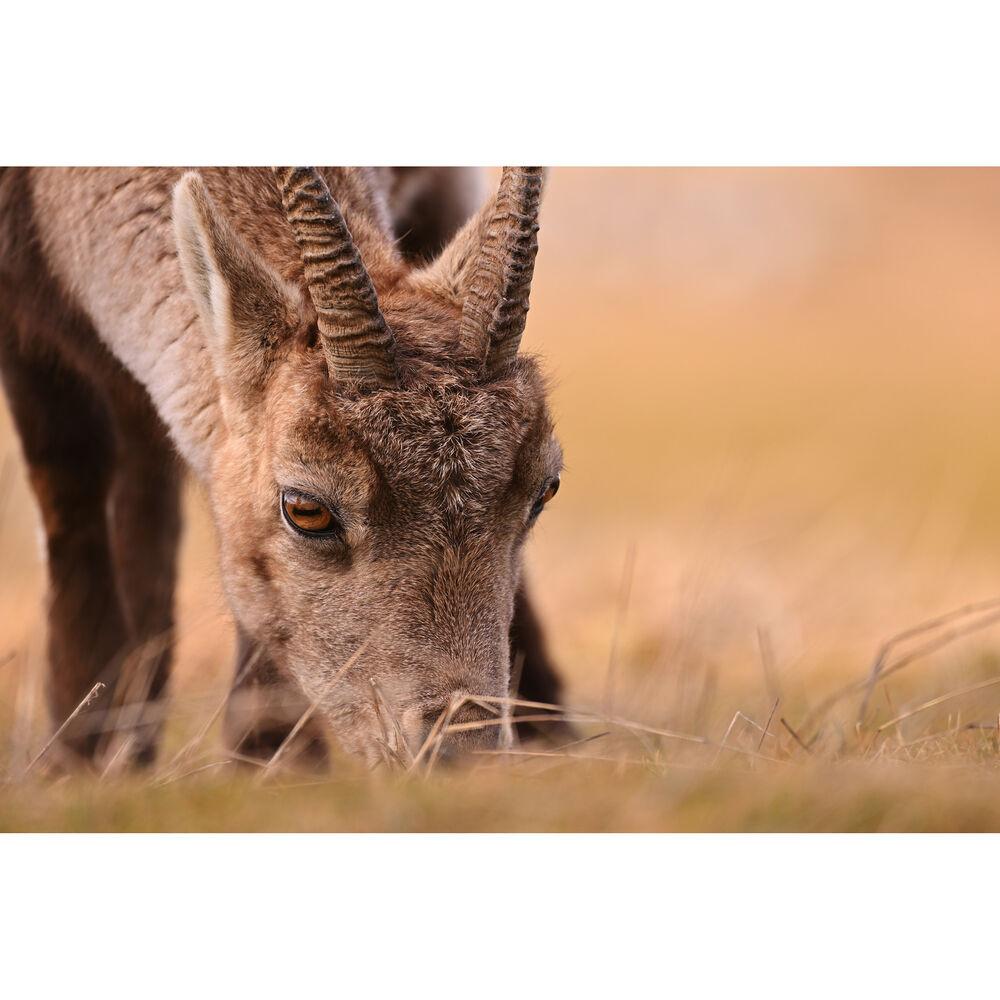 Nikon Z 180-600mm F5.6-6.3 VR Lens