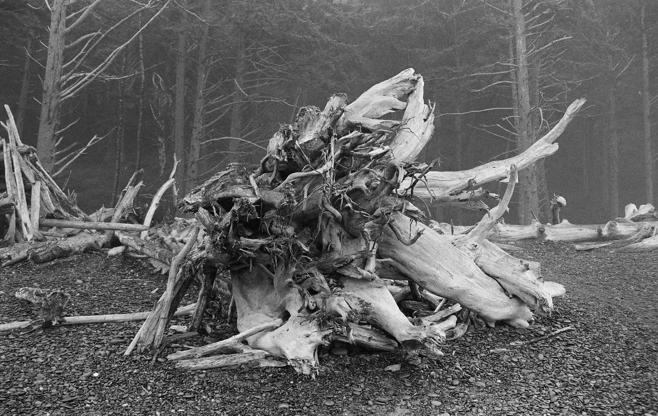 Kodak Ektapan 400 Black & White Negative Film (35mm Roll, 36 Exposures)