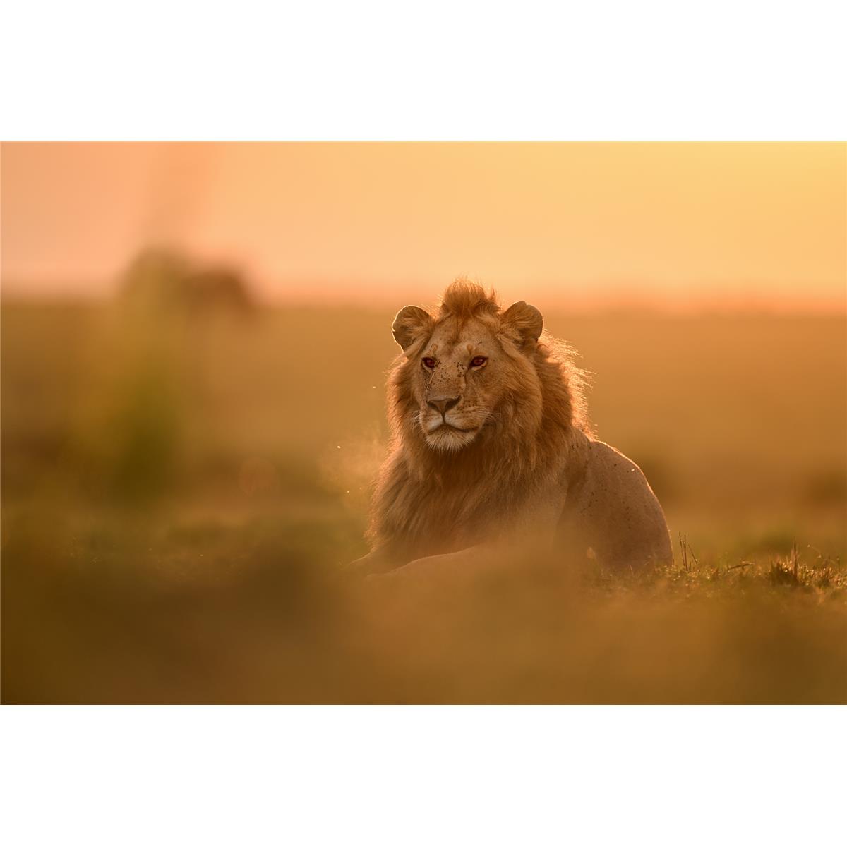 Nikon Z 400mm f2.8 TC VR S NIKKOR Lens