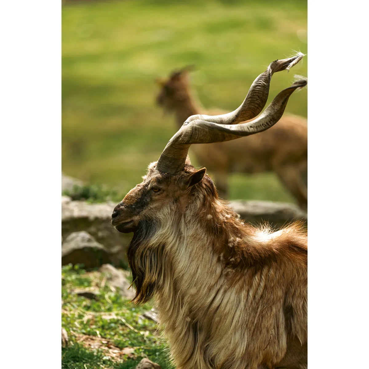 Sony FE 100-400mm F4.5 GM OSS Lens