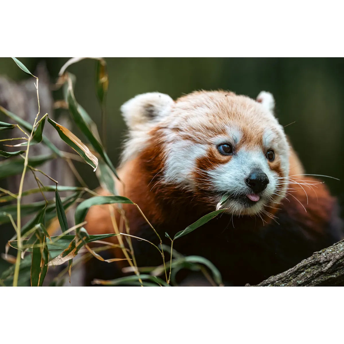 Sony FE 100-400mm F4.5 GM OSS Lens