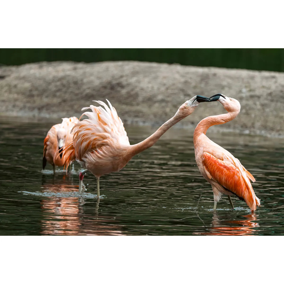 Sony FE 100-400mm F4.5 GM OSS Lens