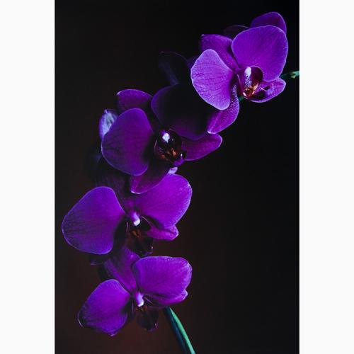 Promaster 3330 Matte 65 Paper 8.5"x11" - 100 Sheets Inkjet
