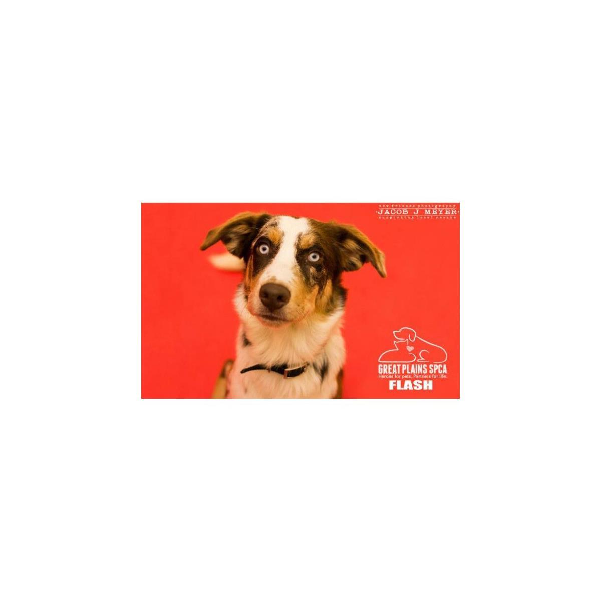 Savage 107" x 36' #8 Primary Red Seamless Background Paper