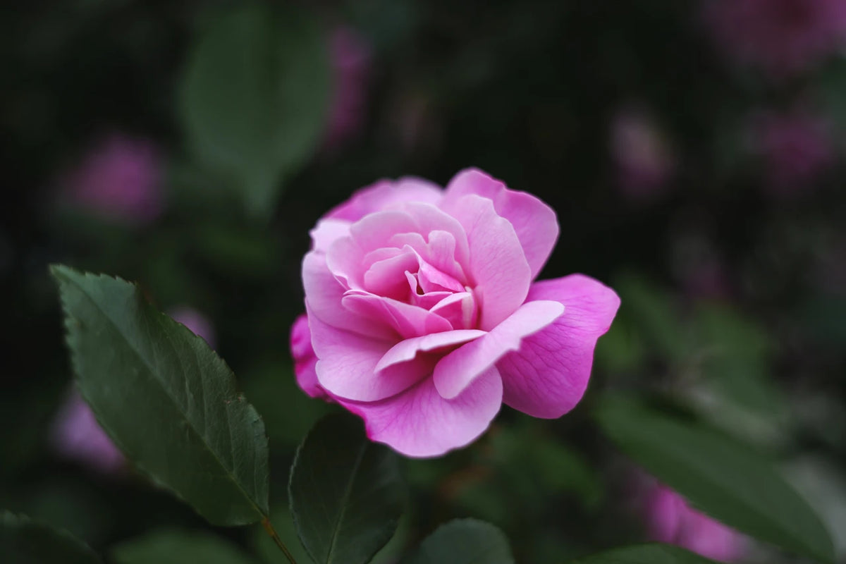 Sigma 20-60mm lens gallery sample photograph 045
