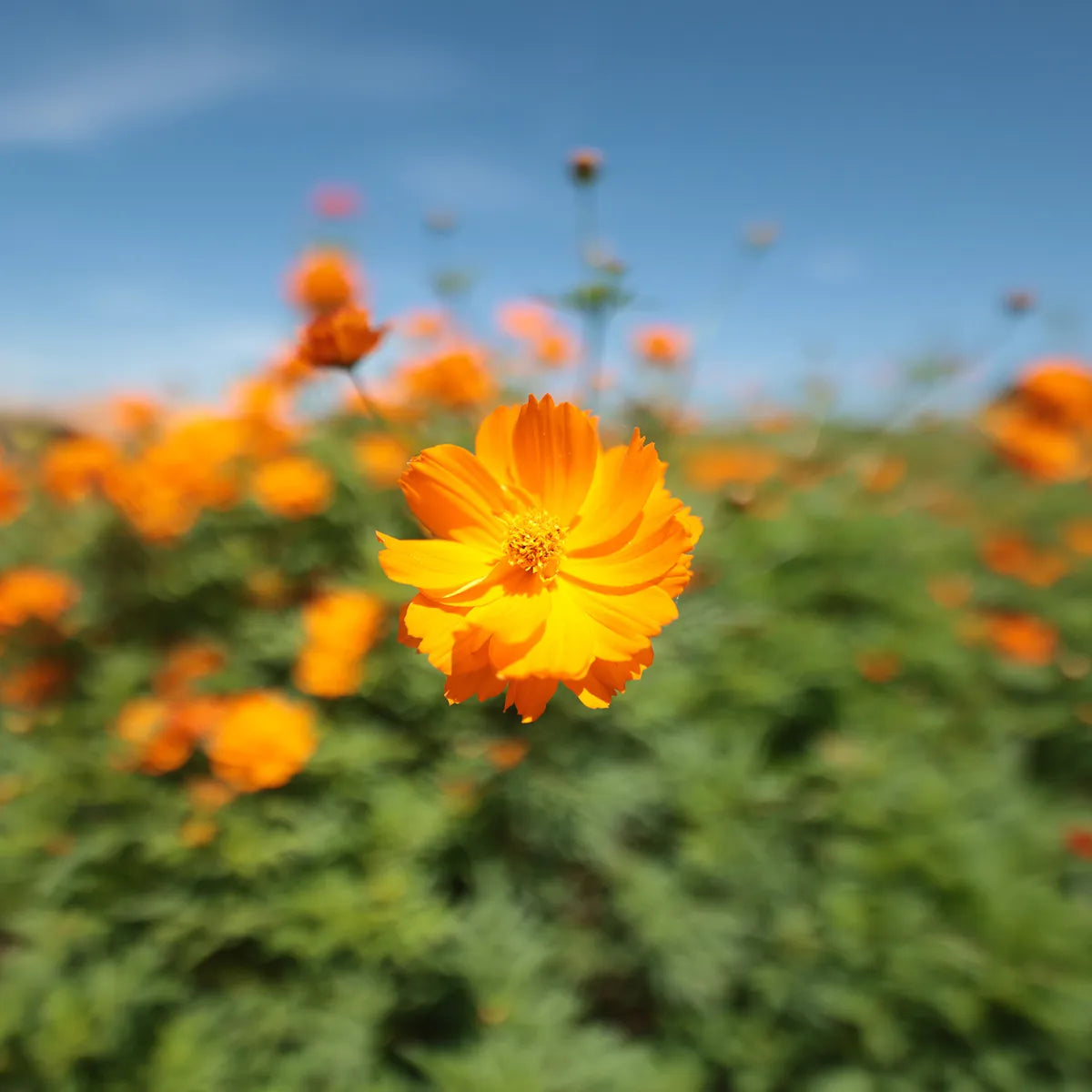 Canon RF 14mm F1.4 L VCM Lens